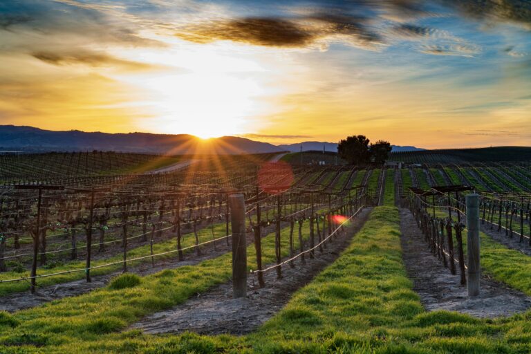 Wineries in Dallas